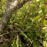 Eulophia epidendraea (J.Koenig ex Retz.) C.E.C.Fisch.